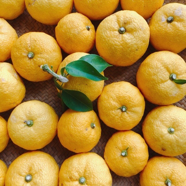 【11/5 開催イベント】無農薬栽培『かみのほ柚子』を使用した柚子胡椒作り講座