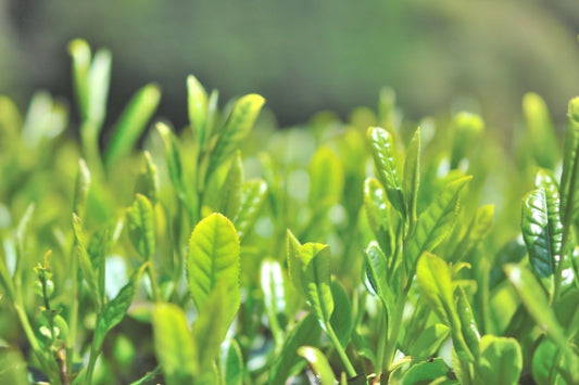 伊吹山の麓だからできた無農薬の在来茶　傳六茶園 森さんに会いに行く
