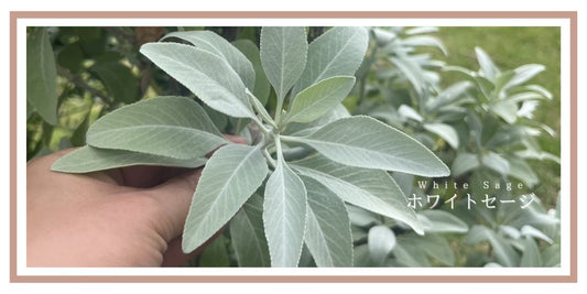 焚くだけじゃない！お風呂で楽しむ「ホワイトセージ」の意外な魅力