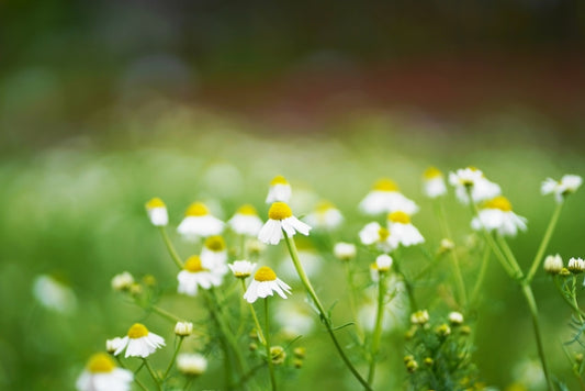 ジャーマンカモミール カモミール