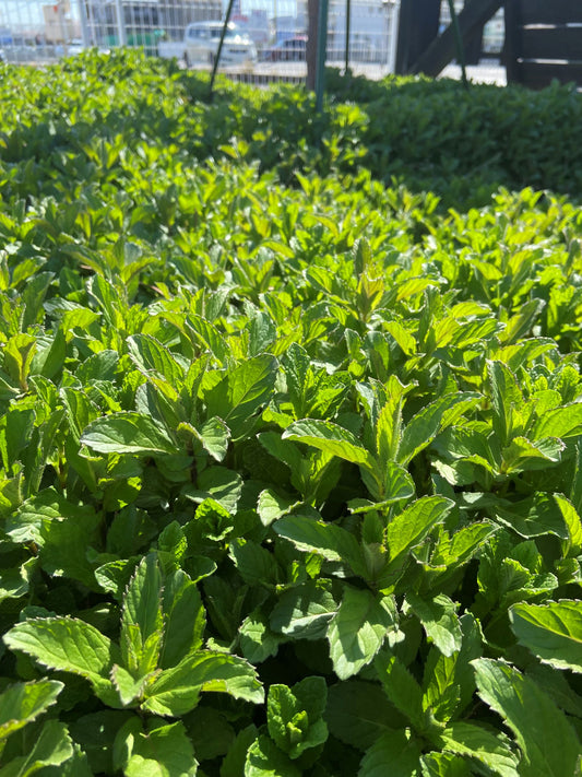 ミントを様々に使いこなしましょう