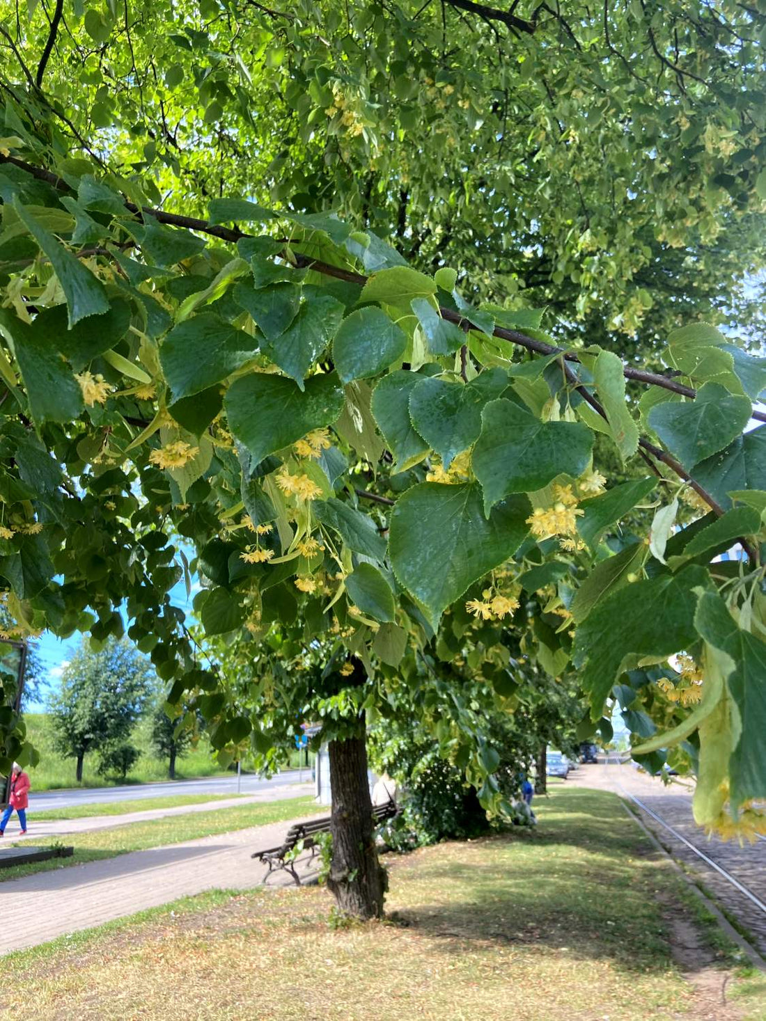 バルト三国 ハーブの旅 2025年春