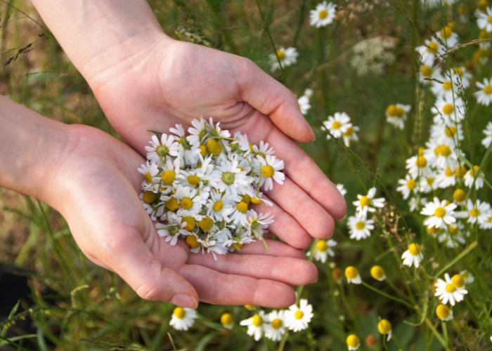 【湯癒草々ボランティアの会】半谷美野子さんと一緒に畑作業のお手伝い
