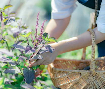 【5/27(火)開催】ハーブ摘みと畑のお手伝い