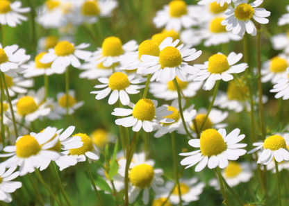 【湯癒草々ボランティアの会】半谷美野子さんと一緒に畑作業のお手伝い