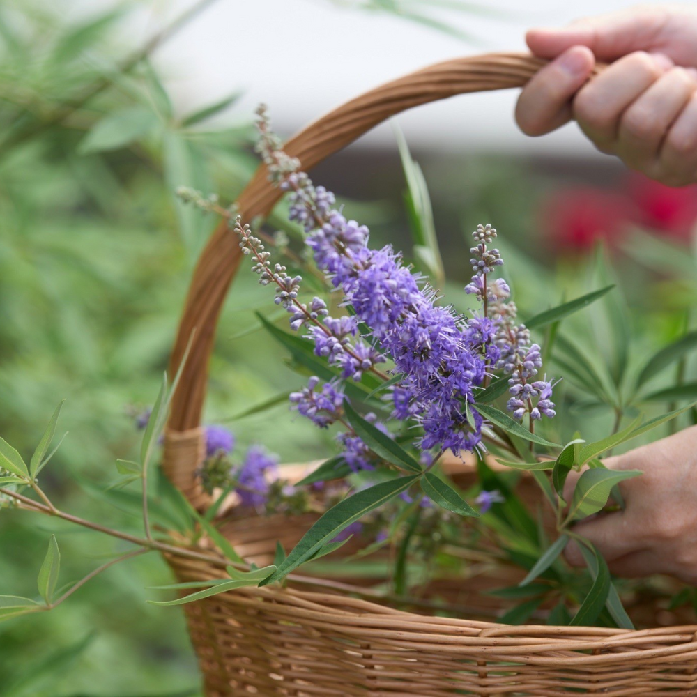 【11/11(火)】森昭彦さんと巡る、ハーブと癒しの時間「季節を摘む、香りを楽しむ」