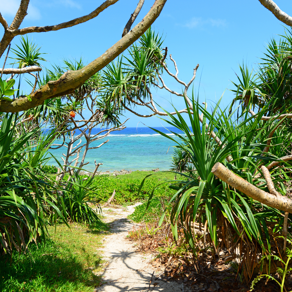 【8/23(土)】ムーチー（月桃餅）作りと琉球ハーブを楽しむ会