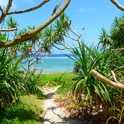 【8/23(土)】ムーチー（月桃餅）作りと琉球ハーブを楽しむ会