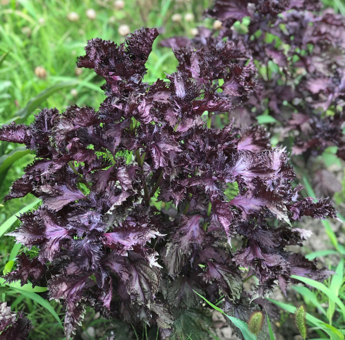 【7/3(水)開催】湯癒草々ハーバルキッチン　～季節を感じる手作り梅干しの会～