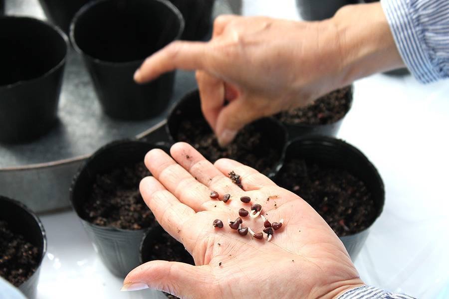 【4/29(祝)開催】春のローゼルポット苗作りとローゼルソルト作りワークショップ