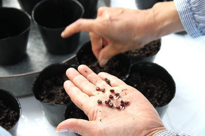 【4/29(祝)開催】春のローゼルポット苗作りとローゼルソルト作りワークショップ