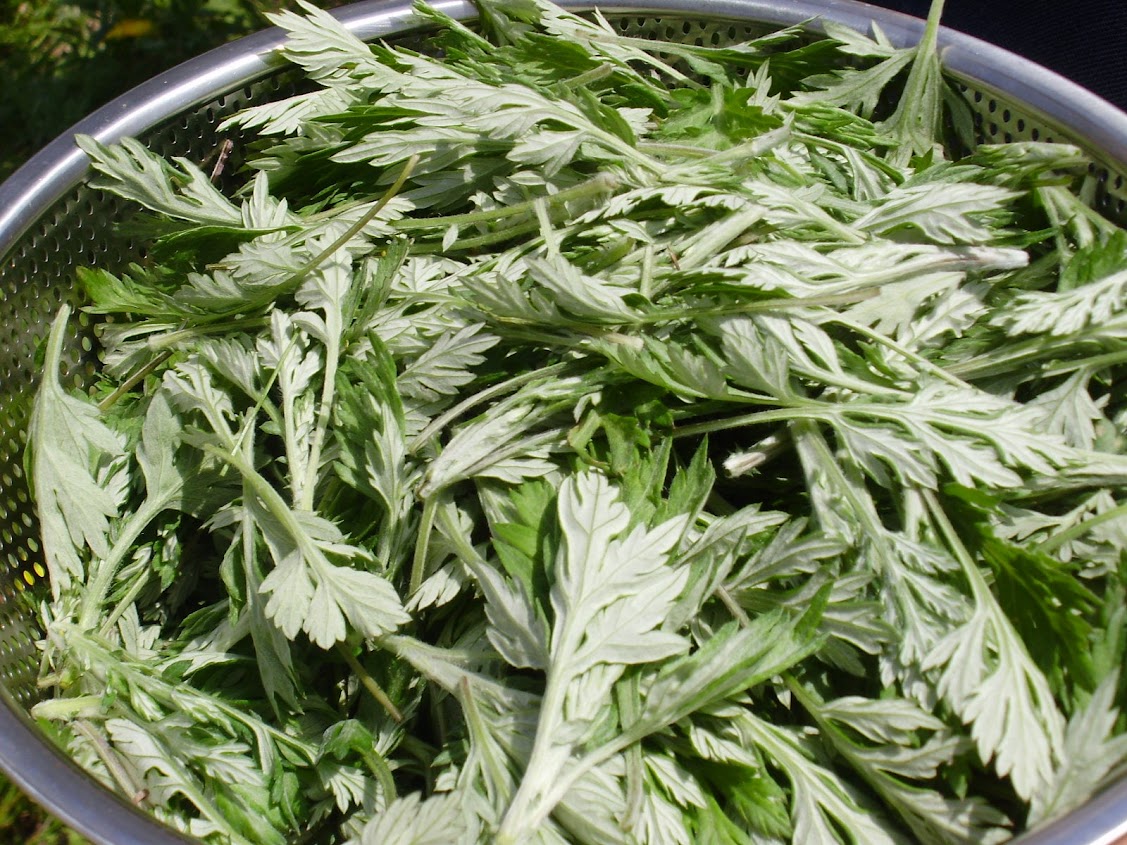 旬のヨモギでヨモギオイルとヨモギの蜜蝋クリームづくり