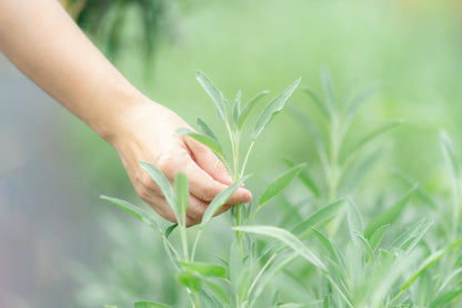 【GW 5/5・6  開催イベント】恵みの湯presents 特別体験イベント！ 「ハーブ摘み取り体験とハーブサウナ」