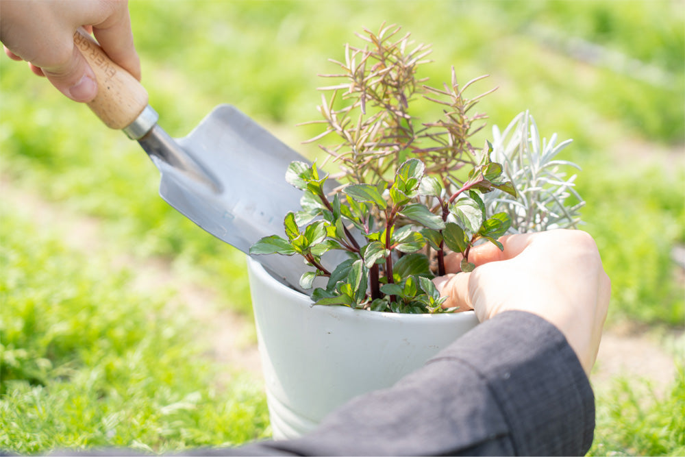 【5/26  開催 湯癒草々ハーブの会】「ハーブの寄せ植えを楽しもう」