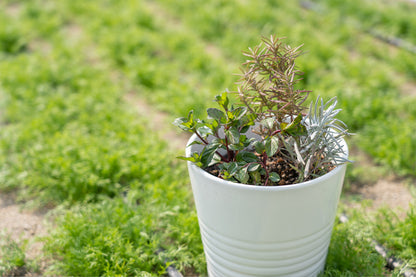 【5/26  開催 湯癒草々ハーブの会】「ハーブの寄せ植えを楽しもう」